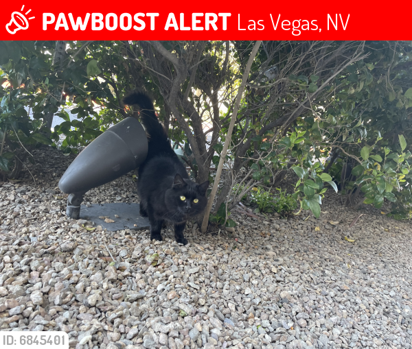 Lost Cat in Las Vegas, NV 89119 Named Unknown black Kitten (ID 6845401