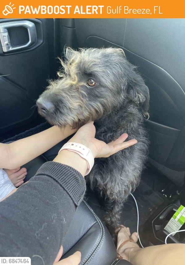 Found/Stray Female Dog in Gulf Breeze, FL 32561 (ID 6847464) PawBoost