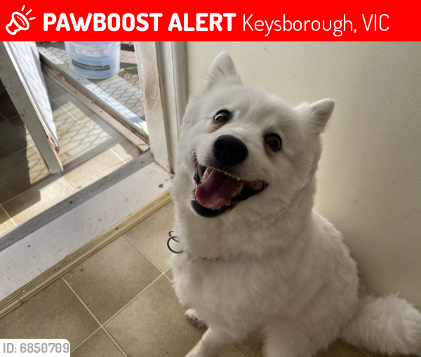 Lost Male Dog in Keysborough, VIC 3173 Named Tchalla (ID 6850709