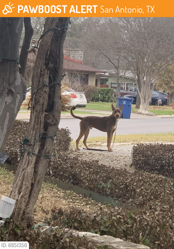 Found/Stray Male Dog in San Antonio, TX 78228 (ID 6851350) PawBoost