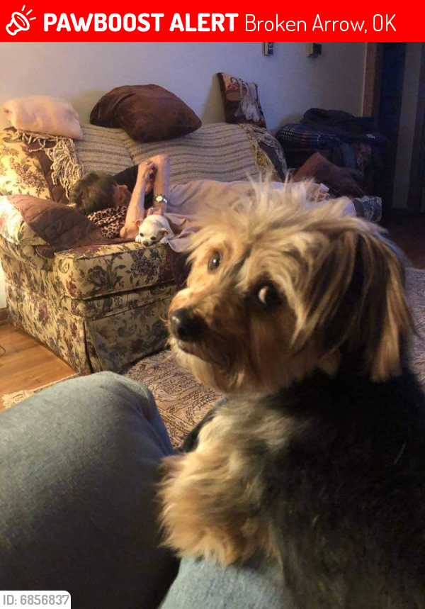 Lost Female Dog in Broken Arrow, OK 74012 Named Katy (ID 6856837