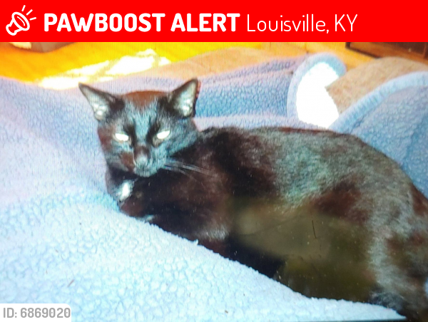 Lost Male Cat In Louisville Ky 40216 Named Tyrone Id 6869020 Pawboost