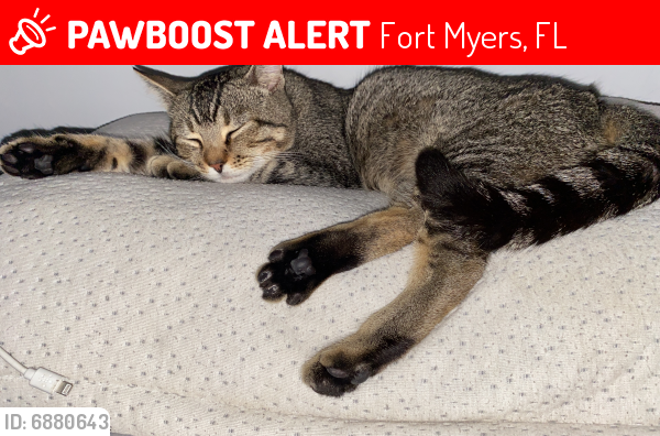 Lost Male Cat in Fort Myers, FL 33901 Named Hunter (ID 6880643) PawBoost