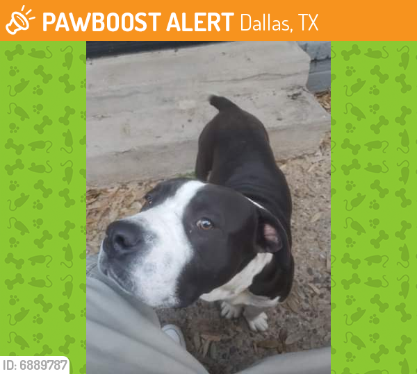 Found/Stray Male Dog in Dallas, TX 75235 (ID 6889787