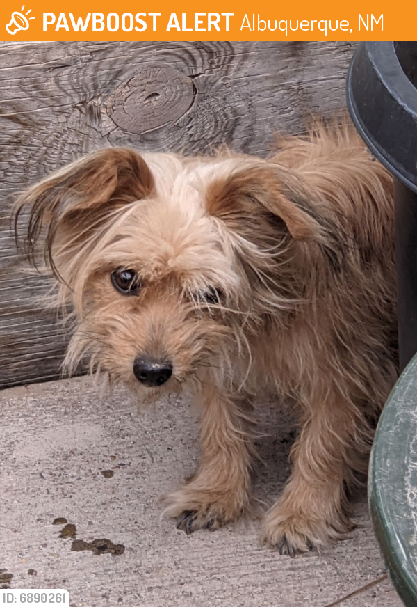 Found/Stray Female Dog in Albuquerque, NM 87106 (ID ...
