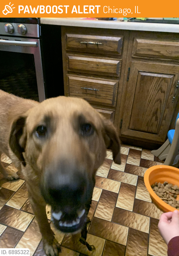 Found/Stray Male Dog in Chicago, IL 60634 (ID: 6895322) | PawBoost