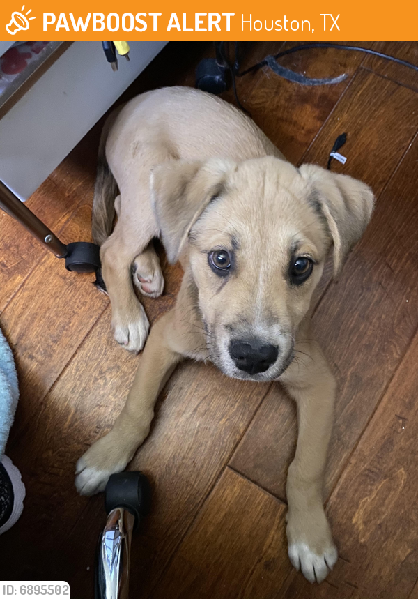 Rehomed Male Dog in Houston, TX 77014 (ID 6895502) PawBoost