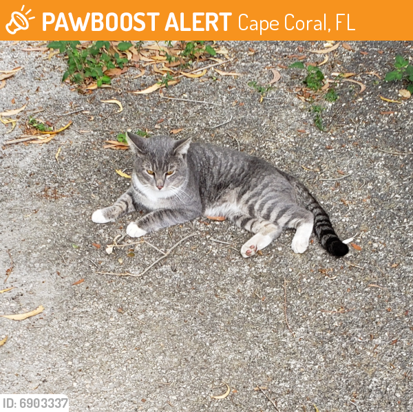 Found/Stray Male Cat in Cape Coral, FL 33991 (ID 6903337) PawBoost