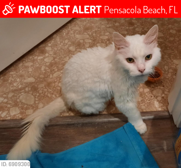 Lost Female Cat in Pensacola Beach, FL 32561 Named Smudge (ID: 6909300