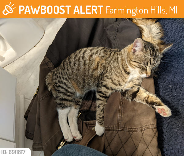 Found Stray Female Cat In Farmington Hills Mi 48334 Id