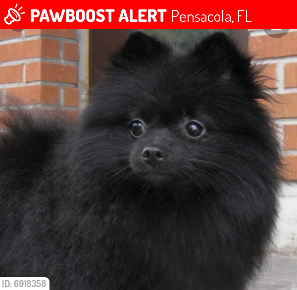 Lost Male Dog in Pensacola, FL 32505 Named Gucci (ID ...