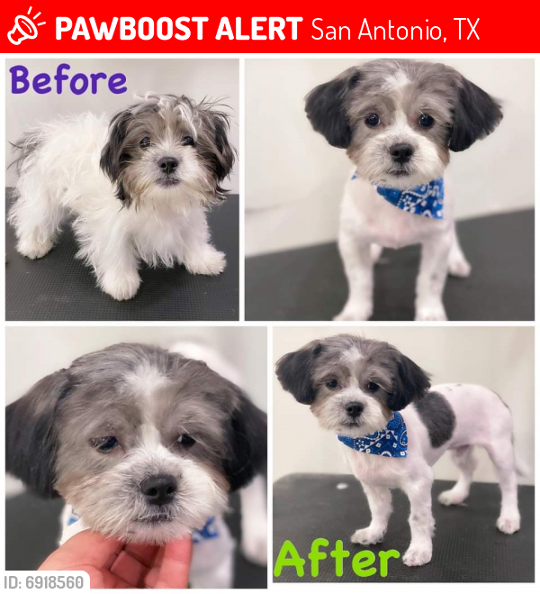 Lost Male Dog in San Antonio, TX 78207 Named Tiny (ID: 6918560) | PawBoost