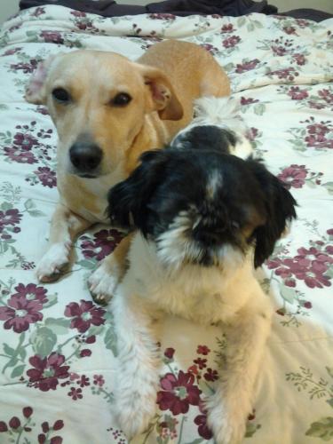 Lost Male Dog last seen St Jude Church, Rockville, MD 20853