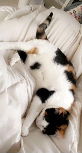 Lost Female Cat last seen Massachusetts Avenue, Arlington, VA 22207