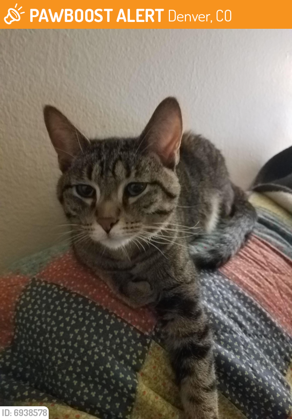 Found/Stray Female Cat in Denver, CO 80219 (ID 6938578) PawBoost