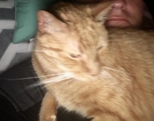 Lost Female Cat last seen Behind gym and century carlot, Mount Airy, MD 21771