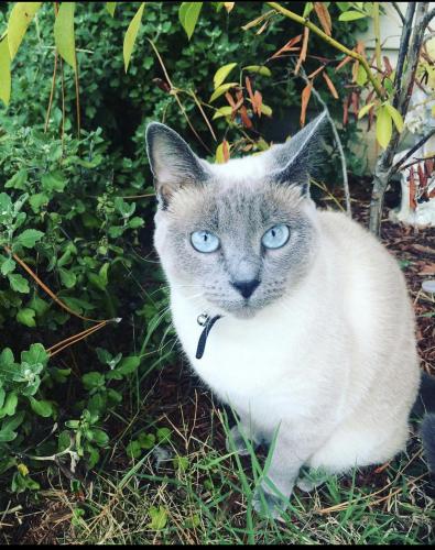 Lost Female Cat last seen Foxwoods and loblolly , Virginia Beach, VA 23462