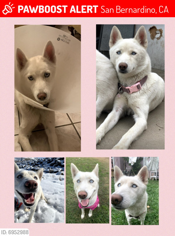 Lost Female Dog in San Bernardino, CA 92407 Named Alaska (ID: 6952988