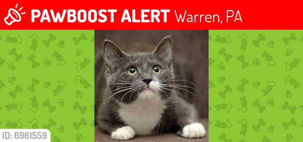Lost Male Cat in Warren, PA 16365 Named Chitty (ID ...