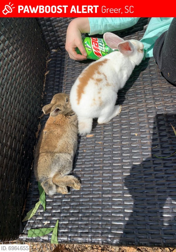 Lost Female Rabbit in Greer, SC 29651 Named Peter Violet (ID 6964655