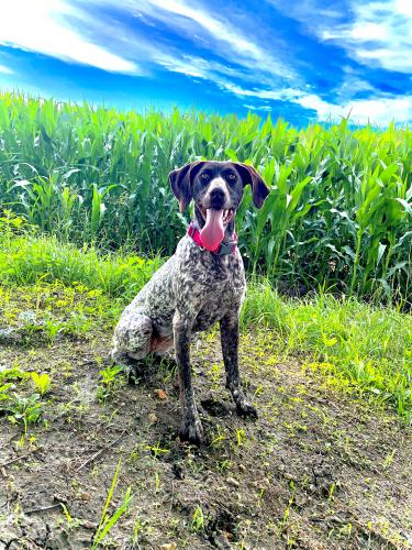 Lost Female Dog last seen NE 74th Ave West Concord, MN 55985 United States, Concord Township, MN 55985