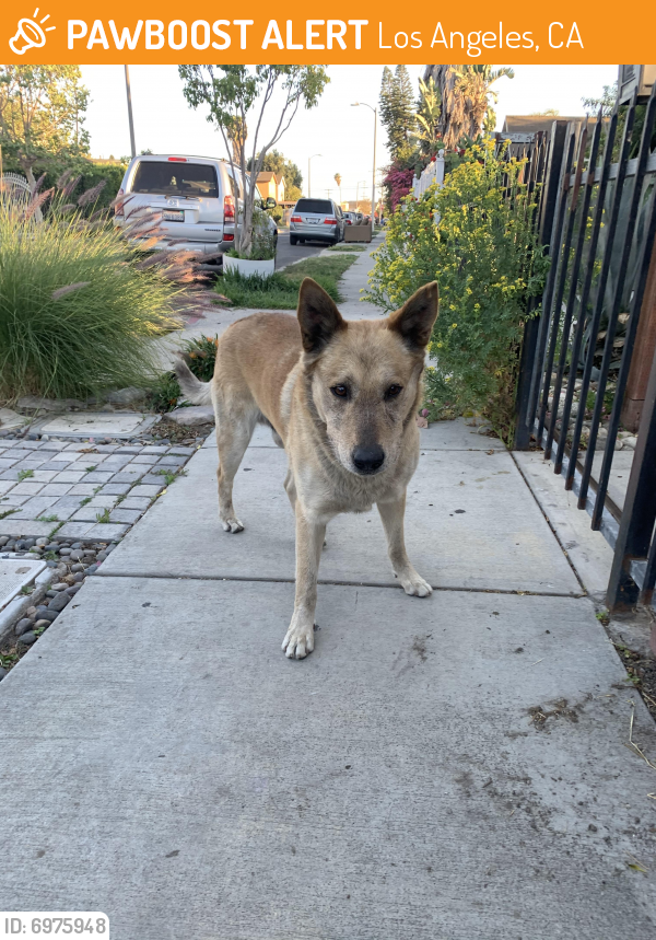 Found/Stray Male Dog in Los Angeles, CA 90002 (ID 6975948) PawBoost