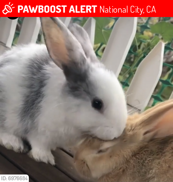 Lost Female Rabbit in National City, CA 91950 Named Estrella (ID