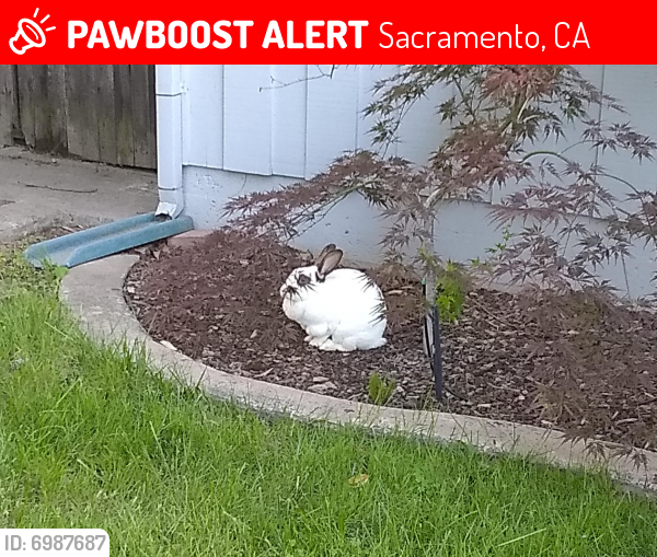 Lost Rabbit in Sacramento, CA 95821 Named Stray rabbit (ID 6987687) PawBoost