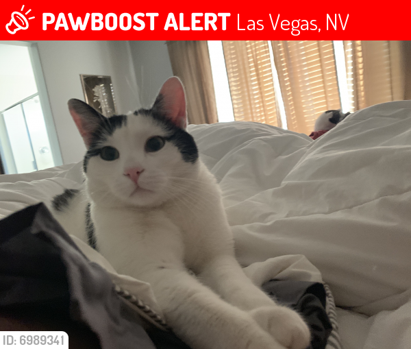 Lost Male Cat in Las Vegas, NV 89113 Named Muffin (ID 6989341) PawBoost