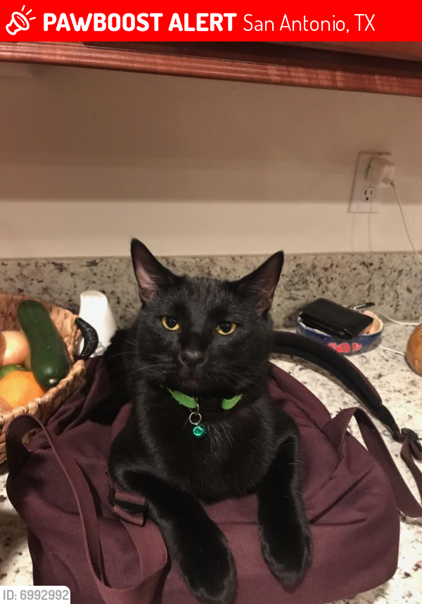 Lost Male Cat in San Antonio, TX 78261 Named Jack Black (ID 6992992