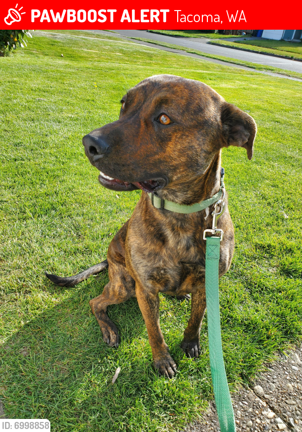 Lost Female Dog in Tacoma, WA 98408 Named Viktor (ID ...
