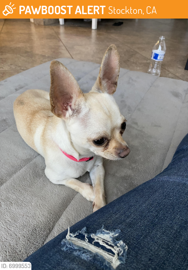 Found/Stray Female Dog in Stockton, CA 95206 (ID: 6999553 ...