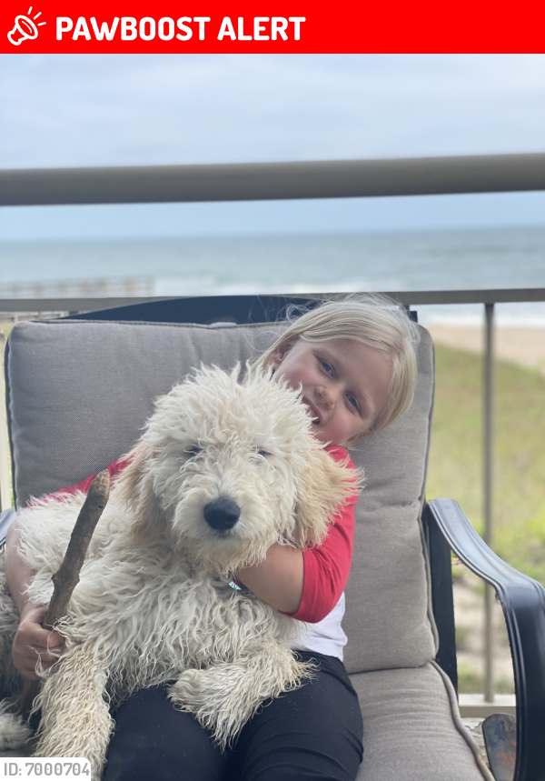 Lost Dog in Ponte Vedra Beach, FL 32082 Named Poppy (ID: 7000704