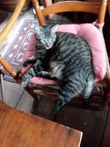 Lost Male Cat last seen Thomas St, Ansonia, CT 06418