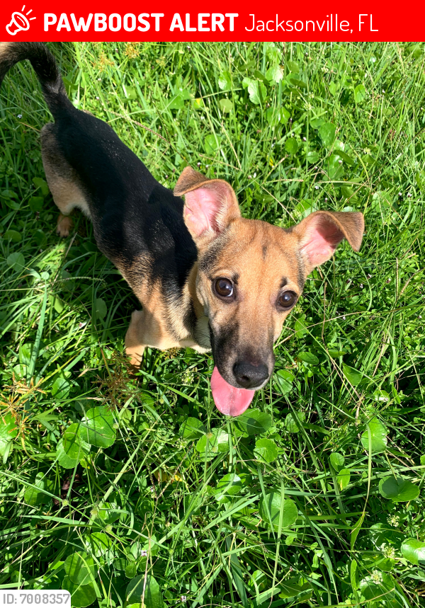 Lost Male Dog in Jacksonville, FL 32209 Named Ethan (ID 7008357