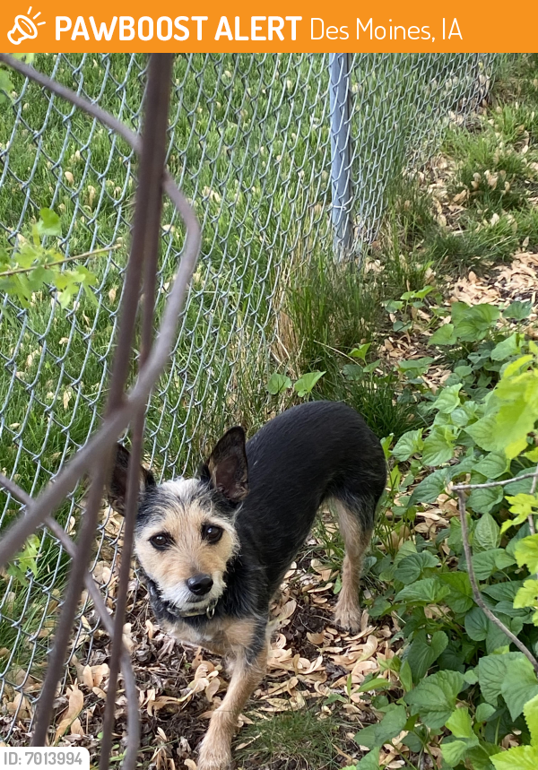 Found/Stray Female Dog in Des Moines, IA 50310 (ID ...