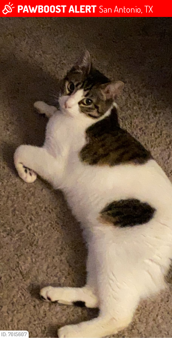 Lost Cat in San Antonio, TX 78201 Named Primrose (ID 7015607) PawBoost