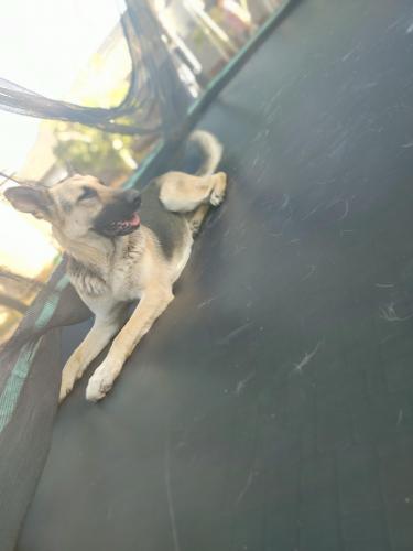 Lost Female Dog last seen University Dr. And 85th St / Bosie st, Mesa, AZ 85207
