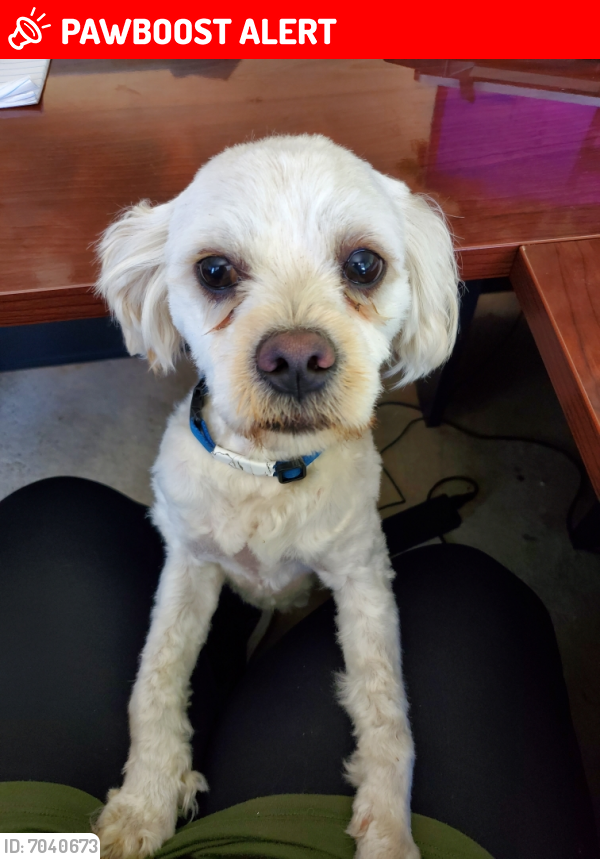 Lost Male Dog in Fort Walton Beach, FL 32547 Named Indie (ID: 7040673) | PawBoost