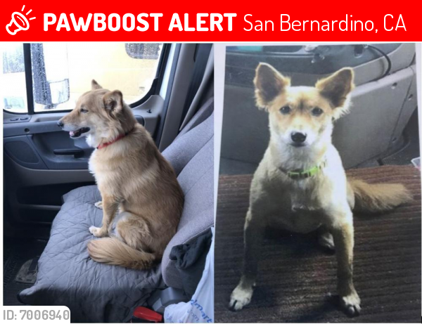 Lost Dog in San Bernardino, CA 92408 Named Sofie (ID: 7006940) | PawBoost