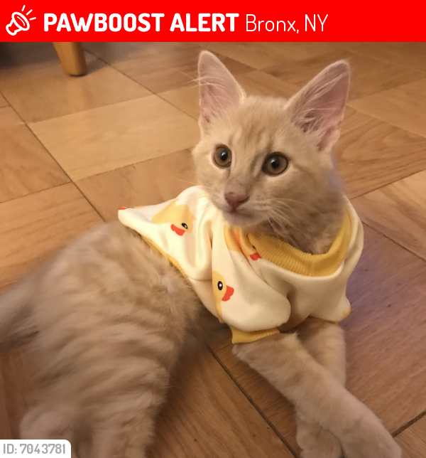 Lost Male Cat In Bronx Ny 10475 Named Ginger Id 7043781
