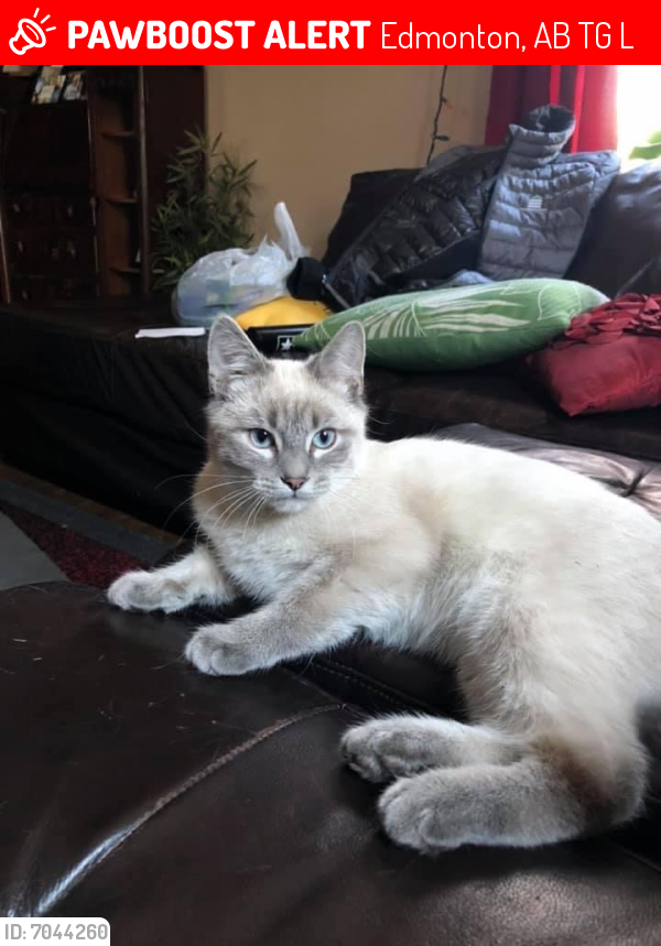 Lost Male Cat in Edmonton, AB T5G 2L7 Named Thor (ID 7044260) PawBoost