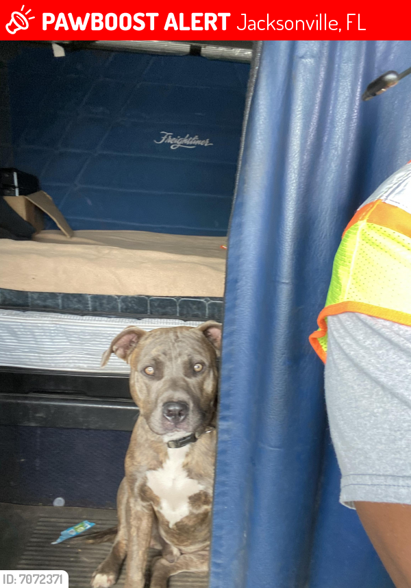 Lost Male Dog in Jacksonville, FL 32209 Named Smokey (ID 7072371