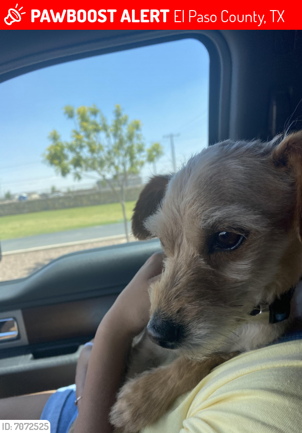 Lost Male Dog in El Paso County, TX 79938 Named Na (ID 7072525