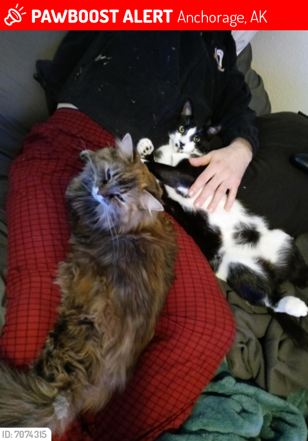 Lost Male Cat in Anchorage, AK 99517 Named Arctic (ID 7074315) PawBoost