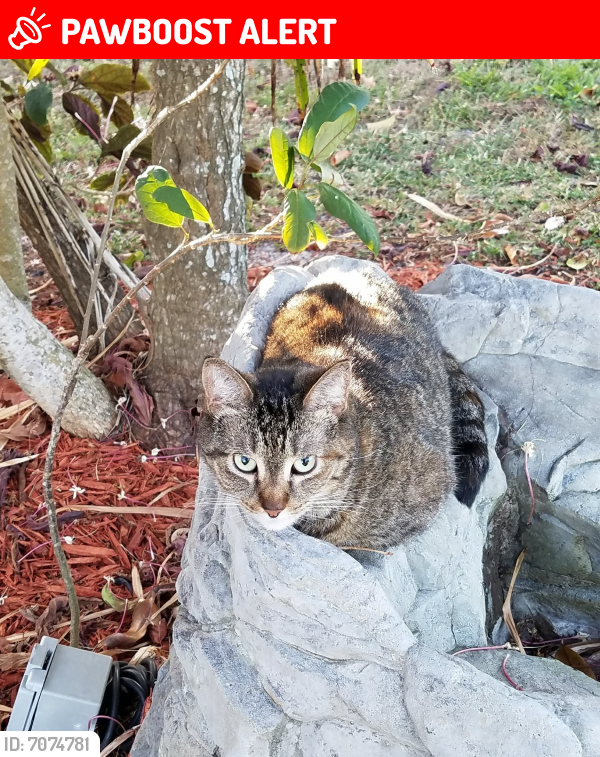 Lost Female Cat in Palm Beach Gardens, FL 33410 Named Camo (ID: 7074781 ...