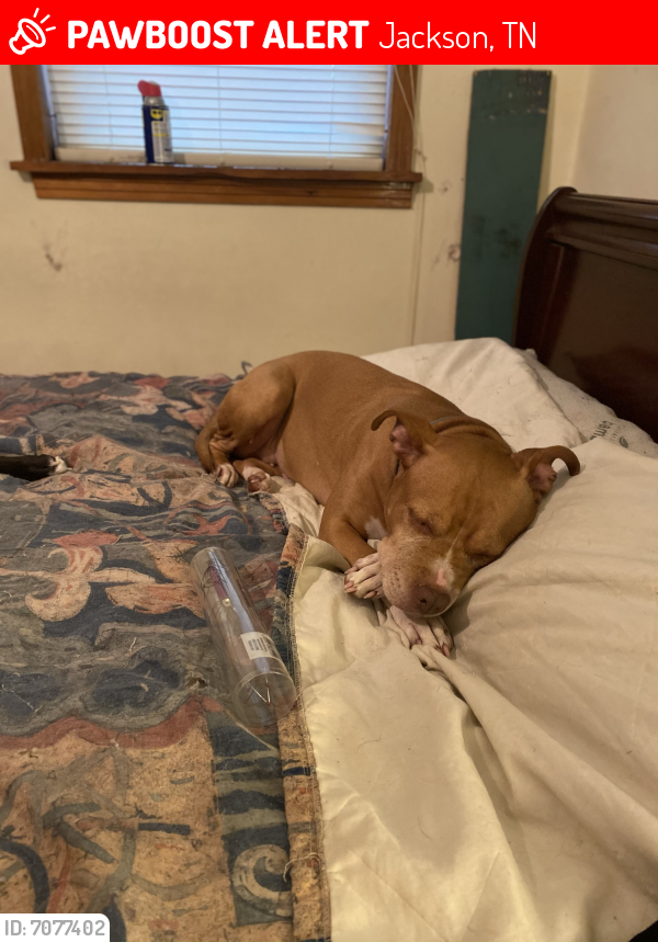 Lost Female Dog in Jackson, TN 38301 Named Honey (ID 7077402) PawBoost