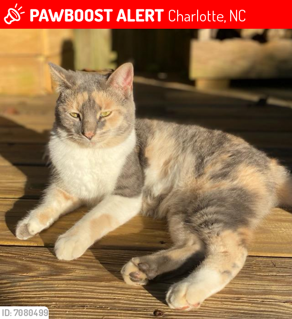 Lost Female Cat in Charlotte, NC 28216 Named Indy (ID 7080499) PawBoost