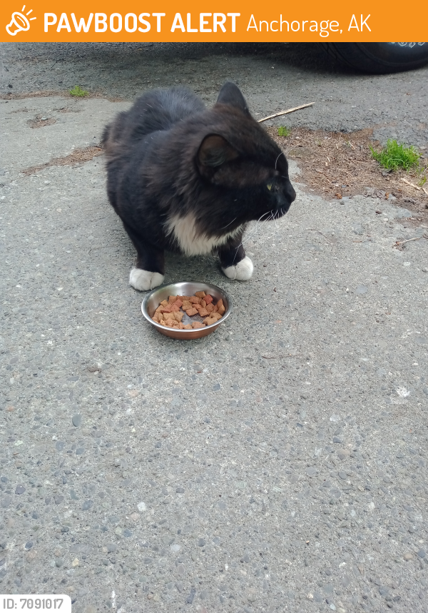 Surrendered Male Cat in Anchorage, AK 99507 (ID 7091017) PawBoost