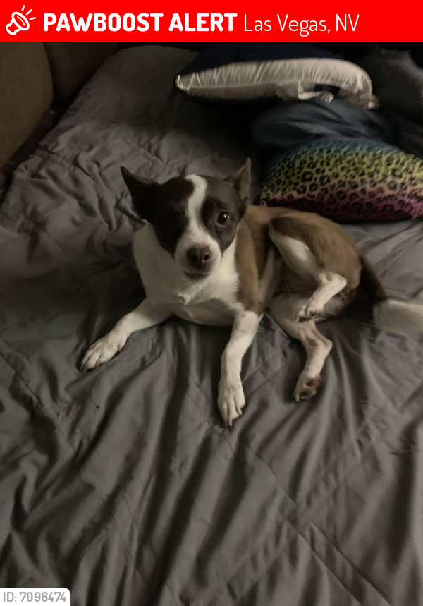 Lost Dog in Las Vegas, NV 89118 Named Unknown (ID: 7096474) | PawBoost